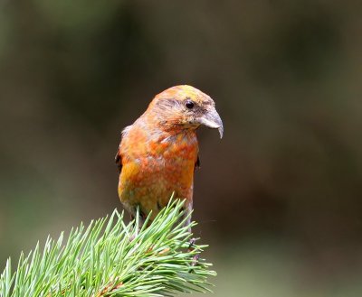 Kruisbek - Common Crossbill