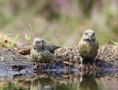 Kruisbekken - Common Crossbills