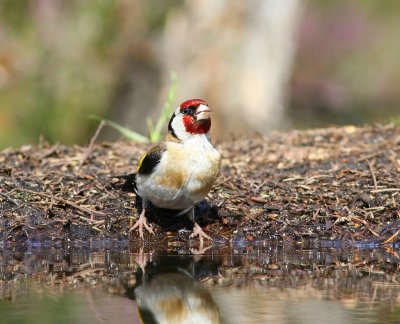 Putter - European Goldfinch