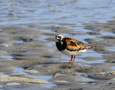 Steenloper - Ruddy Turnstone
