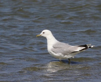 Stormmeeuw - Common Gull