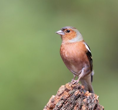 Vink - Common Chaffinch