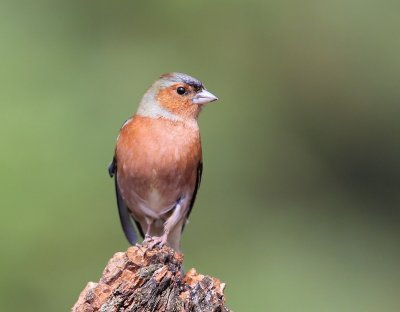 Vink - Common Chaffinch