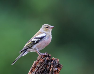 Vink - Common Chaffinch