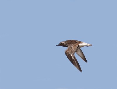 Zilverplevier - Grey Plover