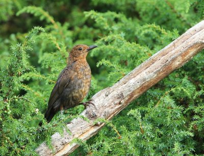 Merel - Common Blackbird
