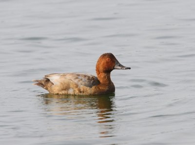 Tafeleend - Common Pochard