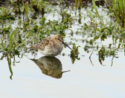 Bonte Strandloper - Dunlin