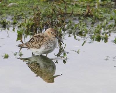 Bonte Strandloper - Dunlin