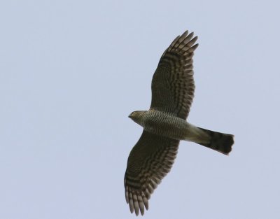 Sperwer - Eurasian Sparrowhawk