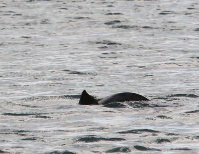 Bruinvis - Harbour Porpoise