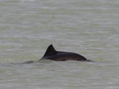 Bruinvis - Harbour Porpoise