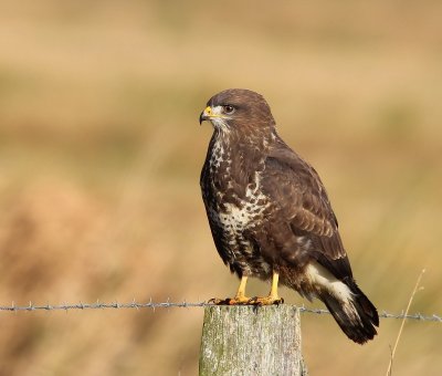 Buizerd - Common Buzzard