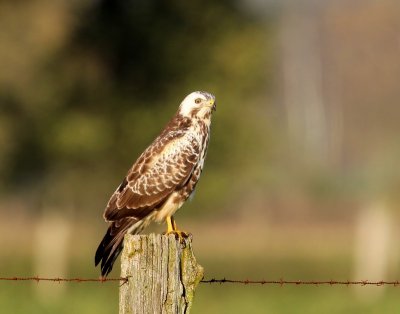 Buizerd - Common Buzzard