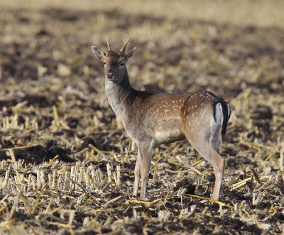 Damhert - Fallow Deer
