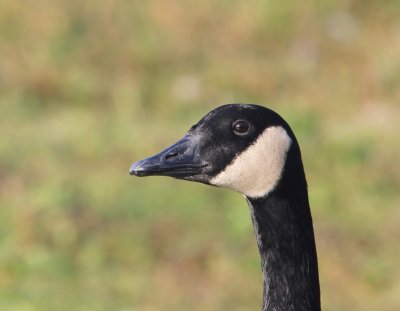 Grote Canadese Gans - Greater Canada Goose