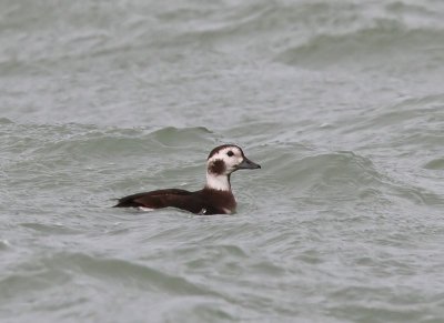 IJseend - Long-tailed Duck