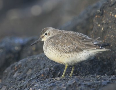 Kanoet - Red Knot