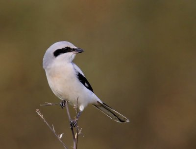 Klapekster - Great Grey Shrike