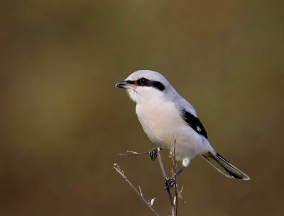 Klapekster - Great Grey Shrike