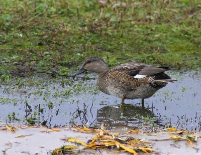 Krakeend - Gadwall