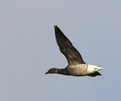 Rotgans - Dark-bellied Brent Goose