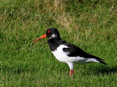 Scholekster - Euasian Oystercatcher