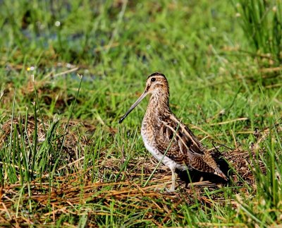 Watersnip - Common Snipe