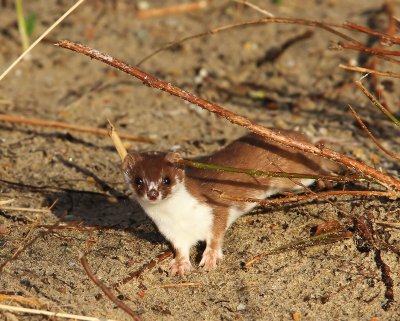Wezel - Weasel