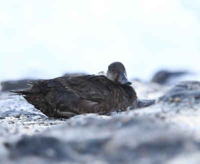 Zwarte Zee-eend - Common Scoter