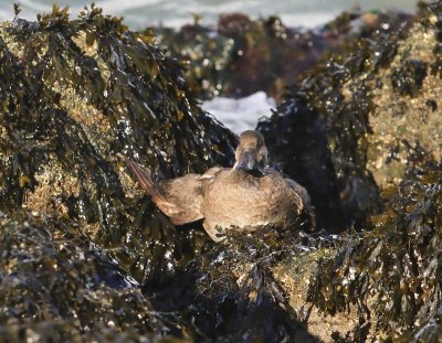 Zwarte Zee-eend - Common Scoter