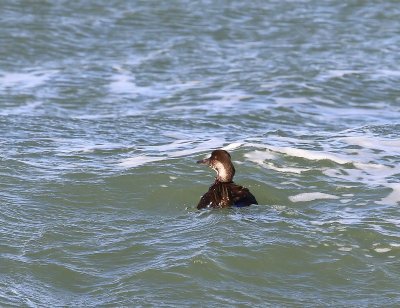 Zwarte Zee-eend - Common Scoter