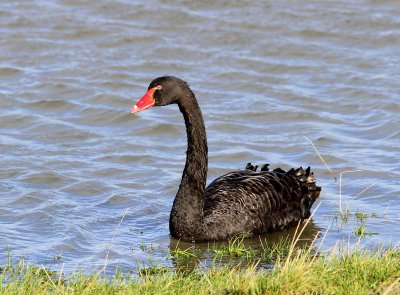 Zwarte Zwaan - Black Swan