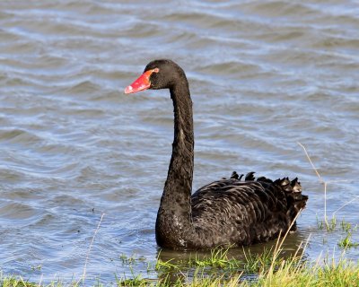 Zwarte Zwaan - Black Swan