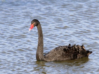 Zwarte Zwaan - Black Swan