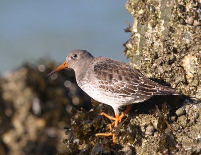 Paarse Strandloper - Purple Sandpiper
