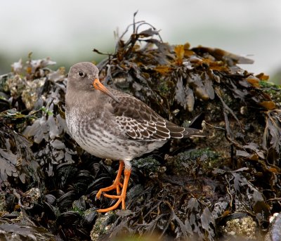 Paarse Strandloper - Purple Sandpiper