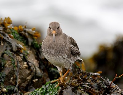 Paarse Strandloper - Purple Sandpiper