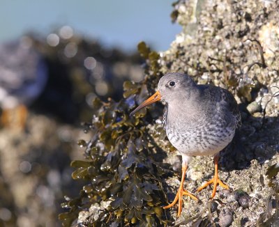 Paarse Strandloper - Purple Sandpiper