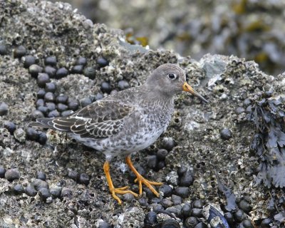 Paarse Strandloper - Purple Sandpiper