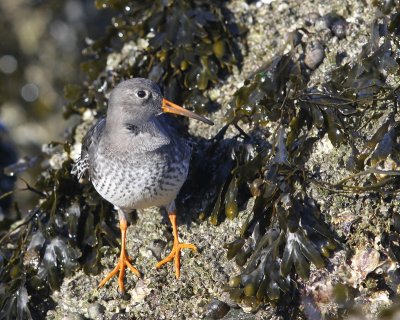 Paarse Strandloper - Purple Sandpiper