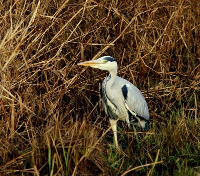 Blauwe Reiger - Grey Heron