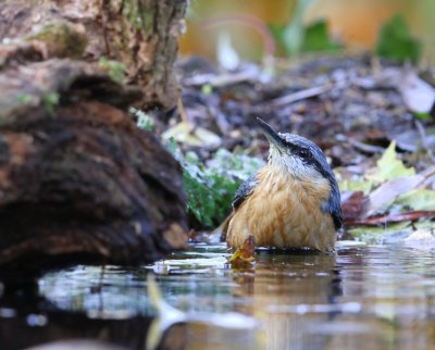 Boomklever - Eurasian Nuthatch