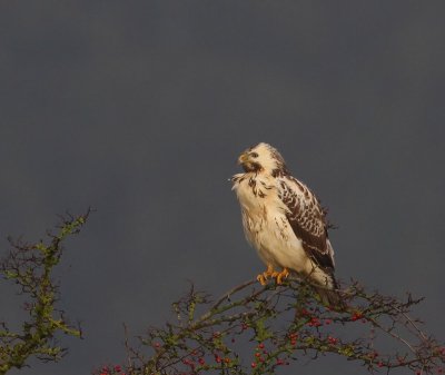 Buizerd - Common Buzzard
