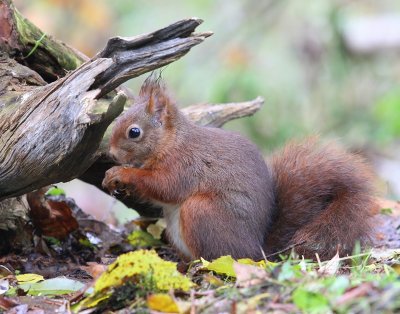 Eekhoorn - Squirrel