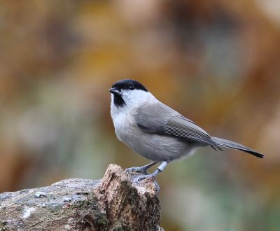 Glanskop - Marsh Tit