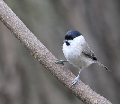 Glanskop - Marsh Tit