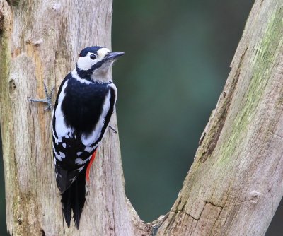 Grote Bonte Specht - Great Spotted Woodpecker