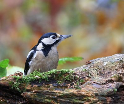 Grote Bonte Specht - Great Spotted Woodpecker
