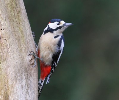 Grote Bonte Specht - Great Spotted Woodpecker